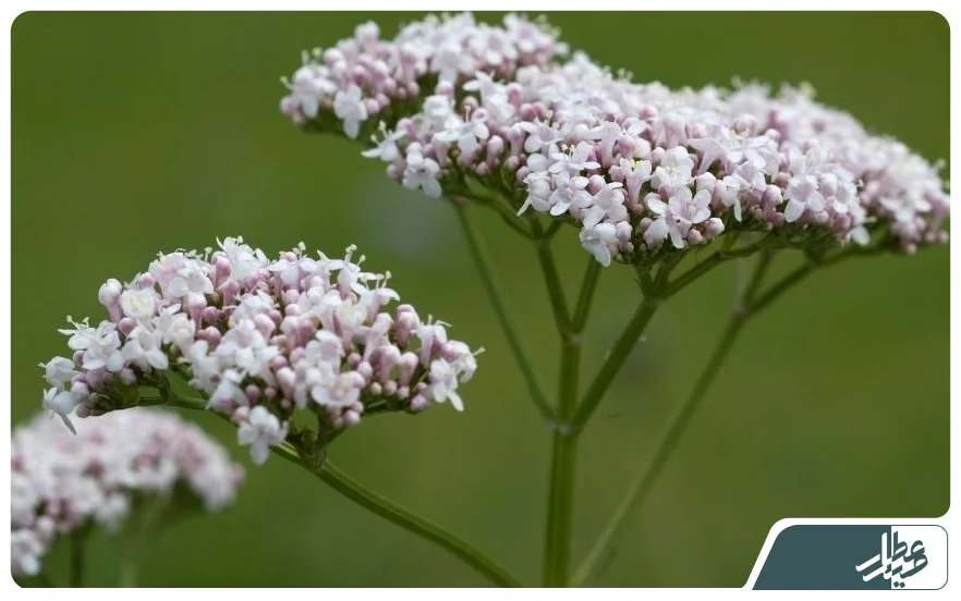 valerian-hydrosol thumbnail