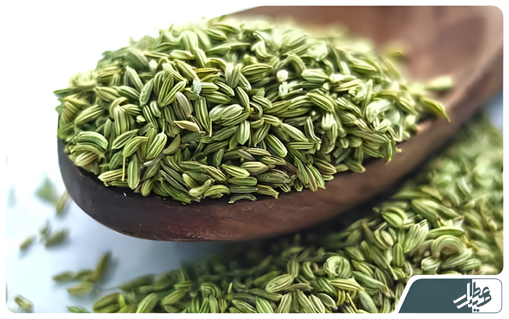 رازیانه شاخص