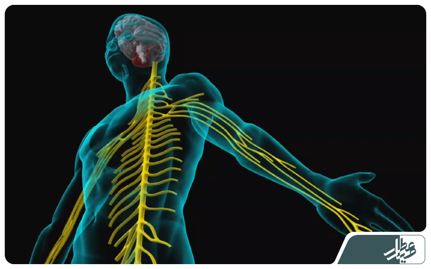 nerve system xray animated