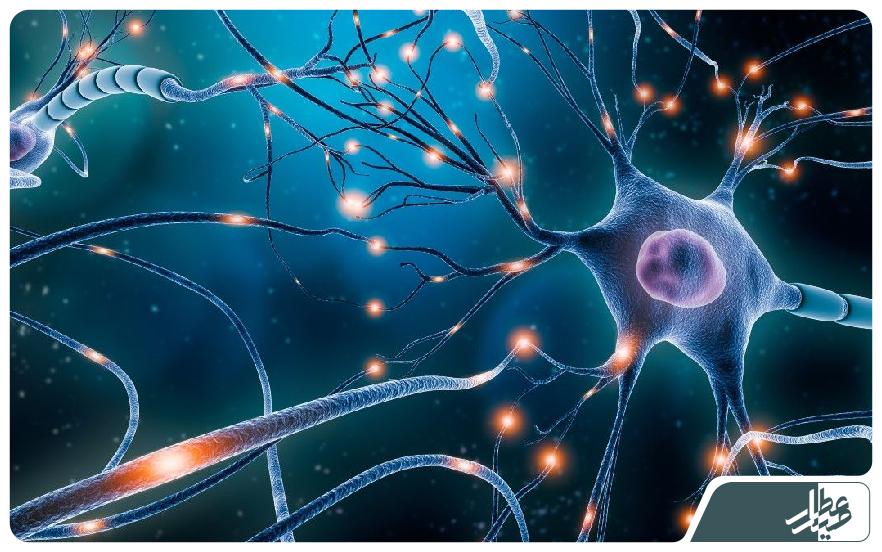 nerve system