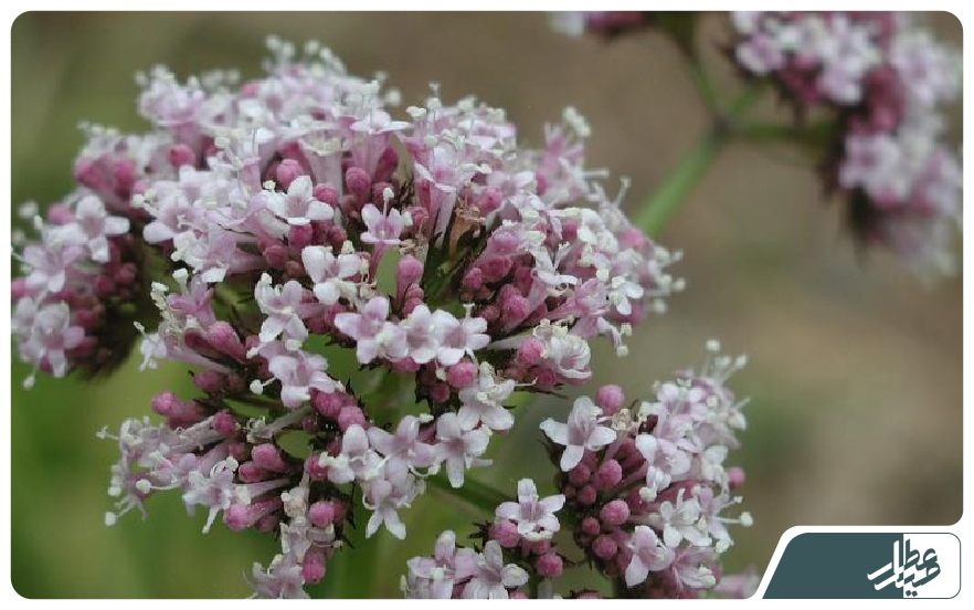 valerian-hydrosol