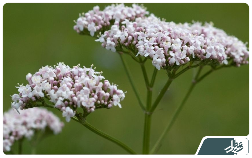 valerian-hydrosol thumbnail